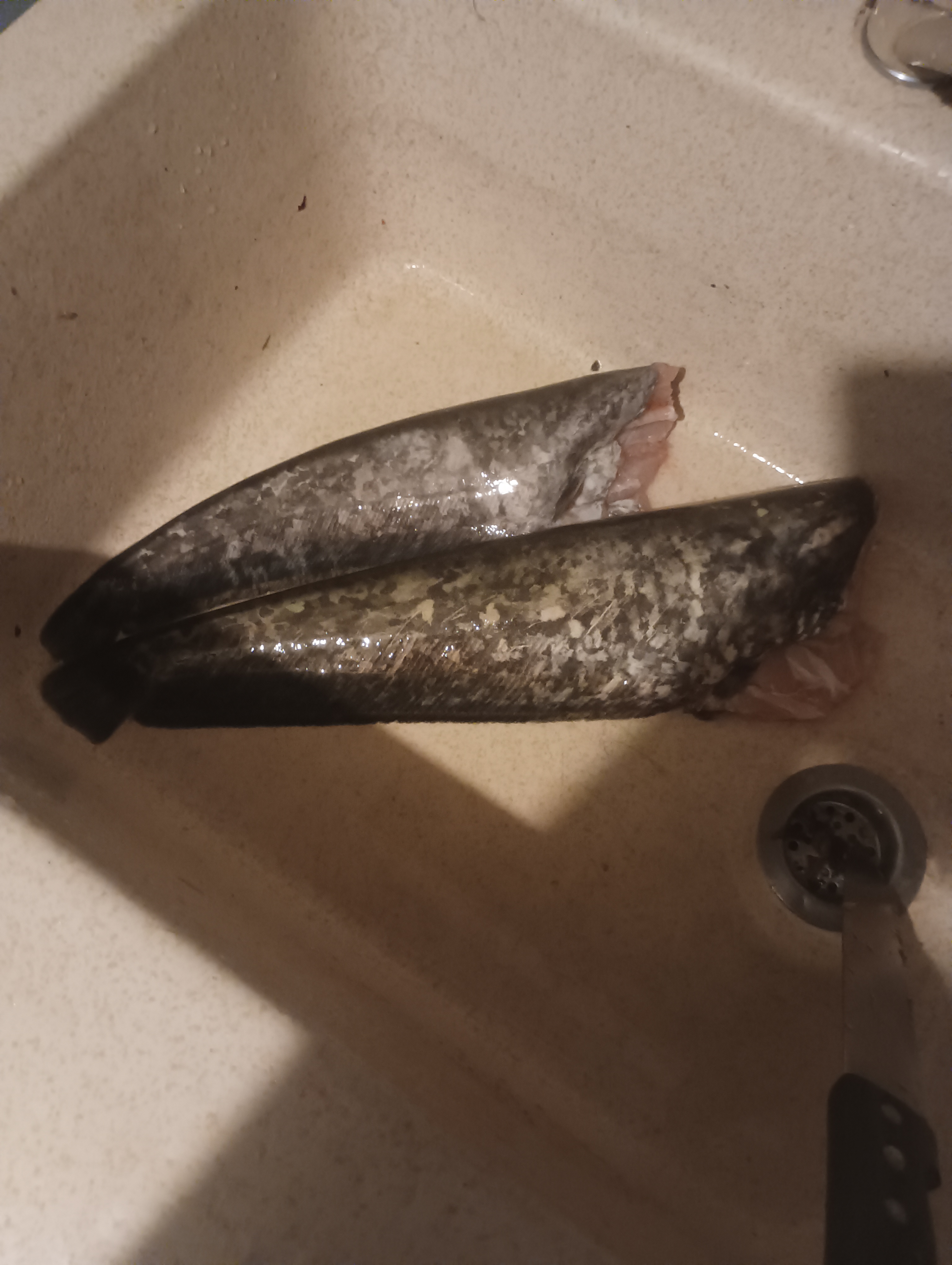 Double silures septembre 2024