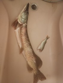 Brochet septembre 2025