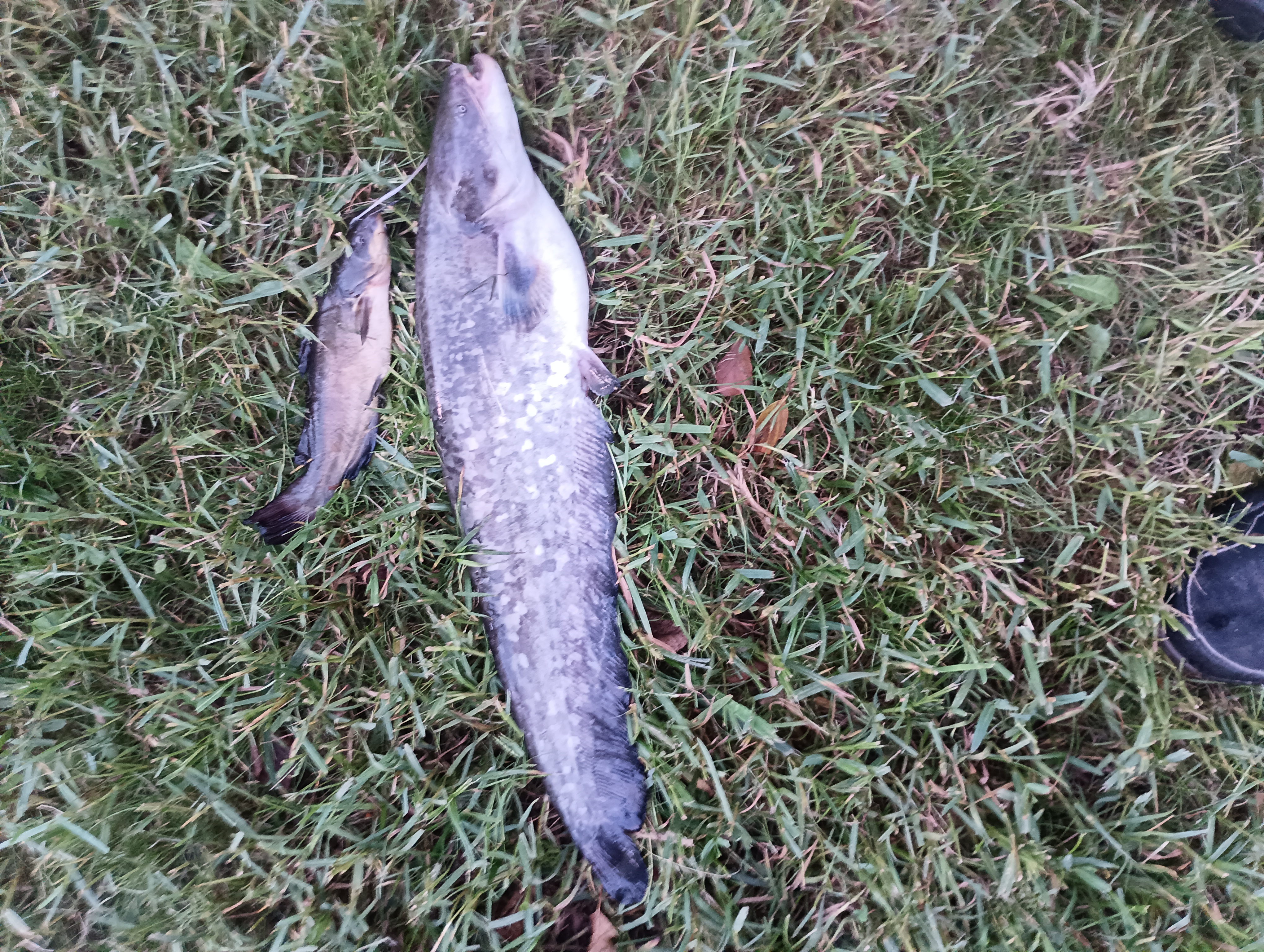 Silure et poisson-chat