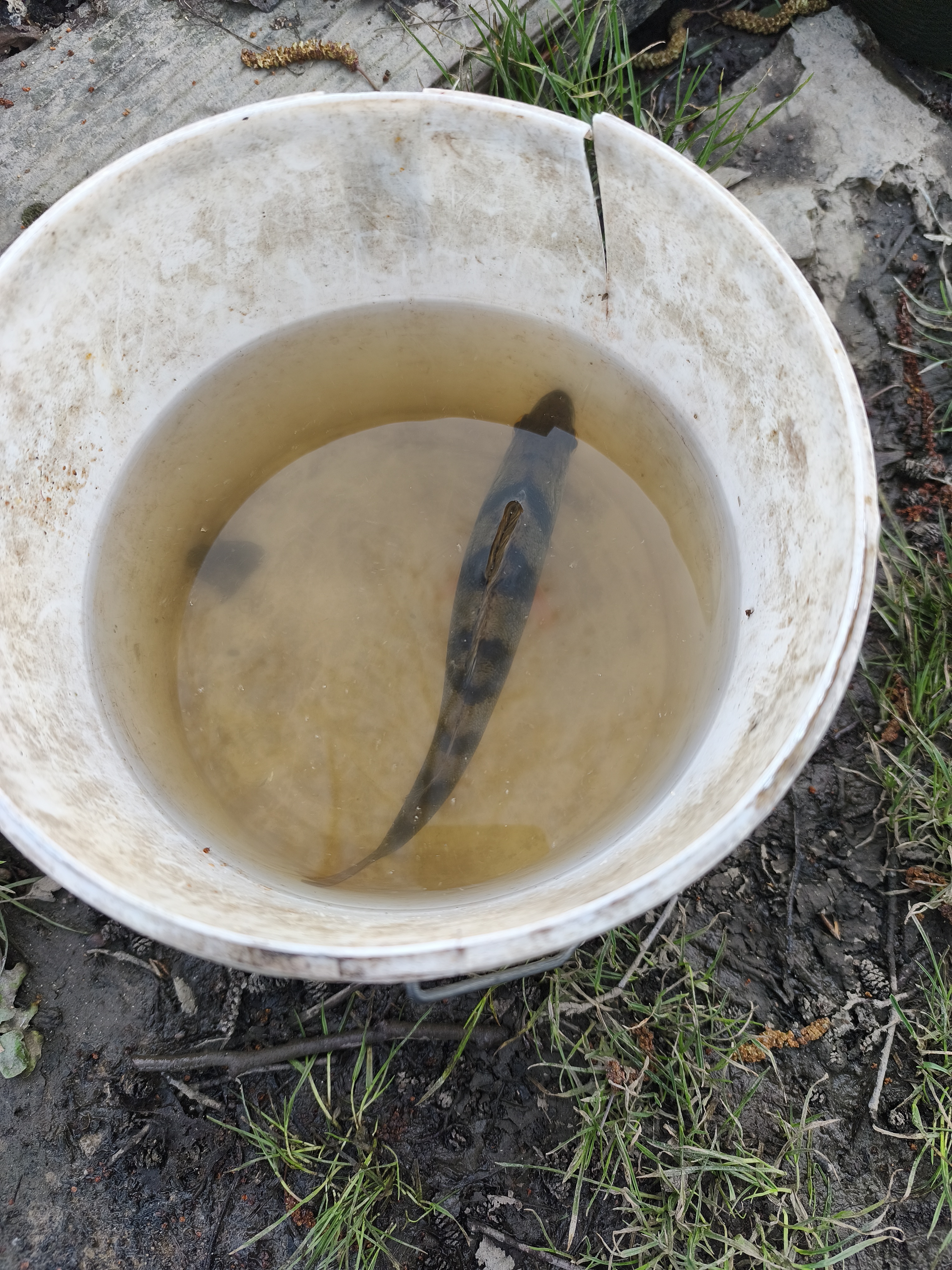 Première perche de l'année